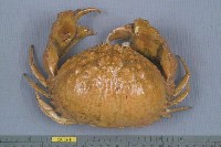 藏品(日本饅頭蟹)的圖片